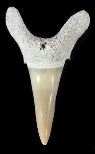 Fossil Sand Shark (Odontaspis) Tooth - Lee Creek, NC #47677